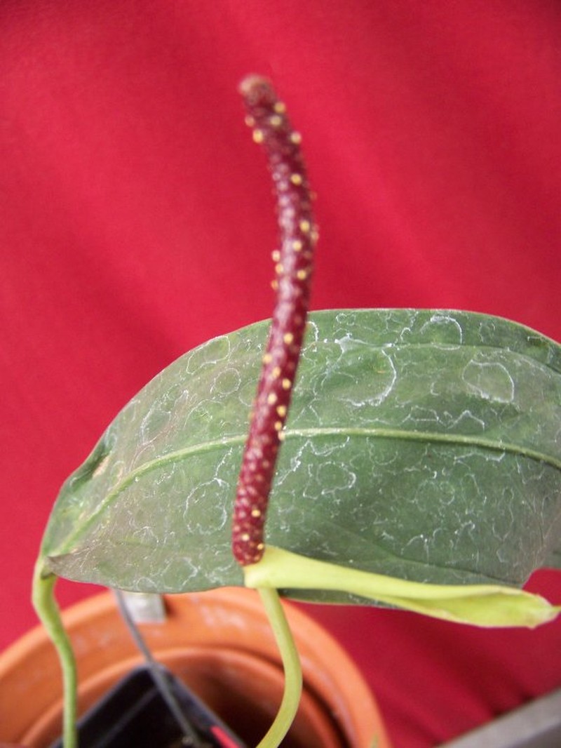 Anthurium venosum photo 4