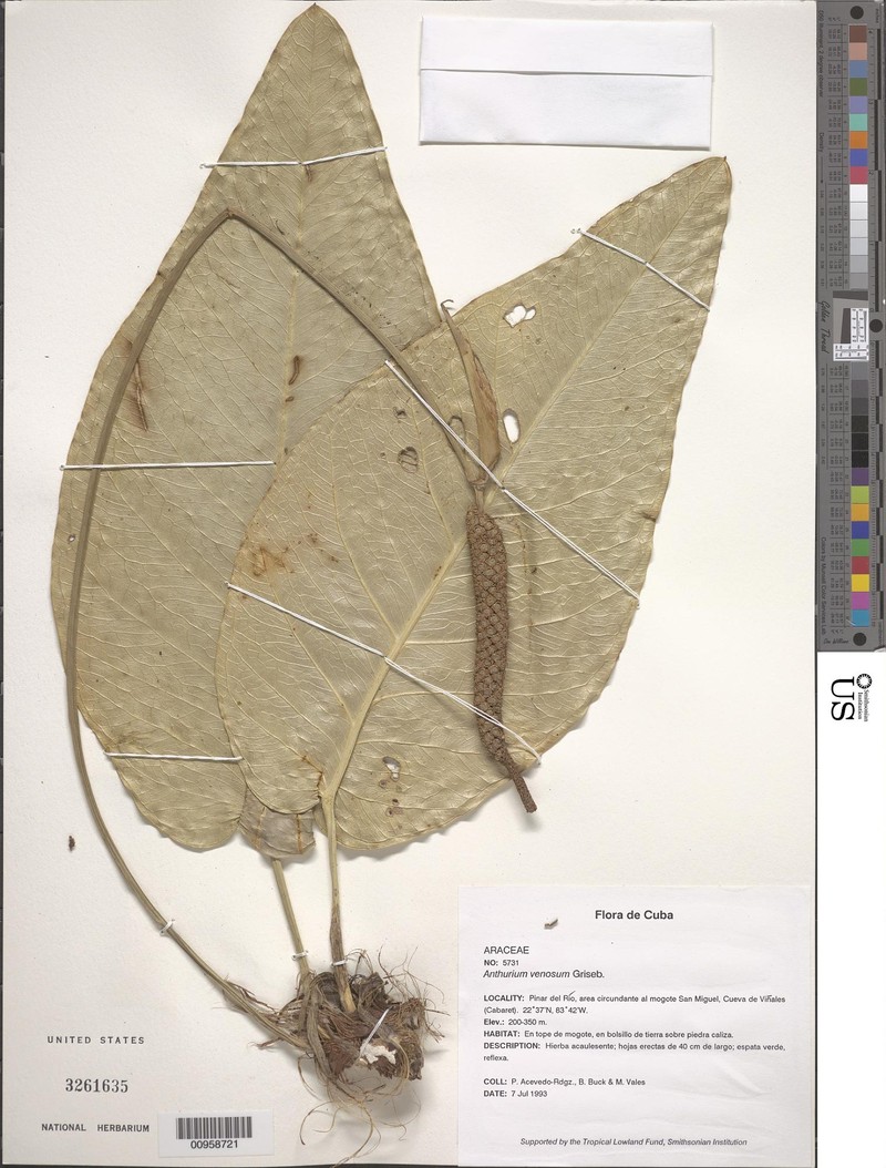 Anthurium venosum photo 5