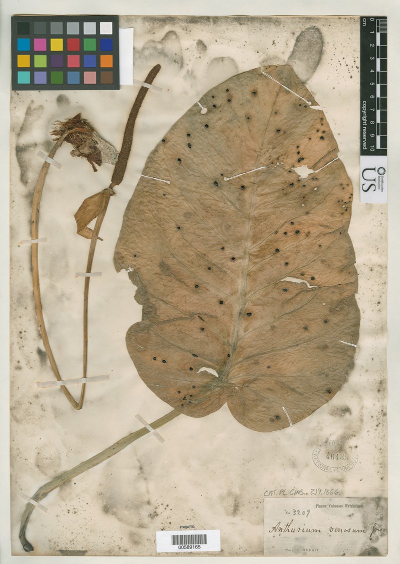 Anthurium venosum