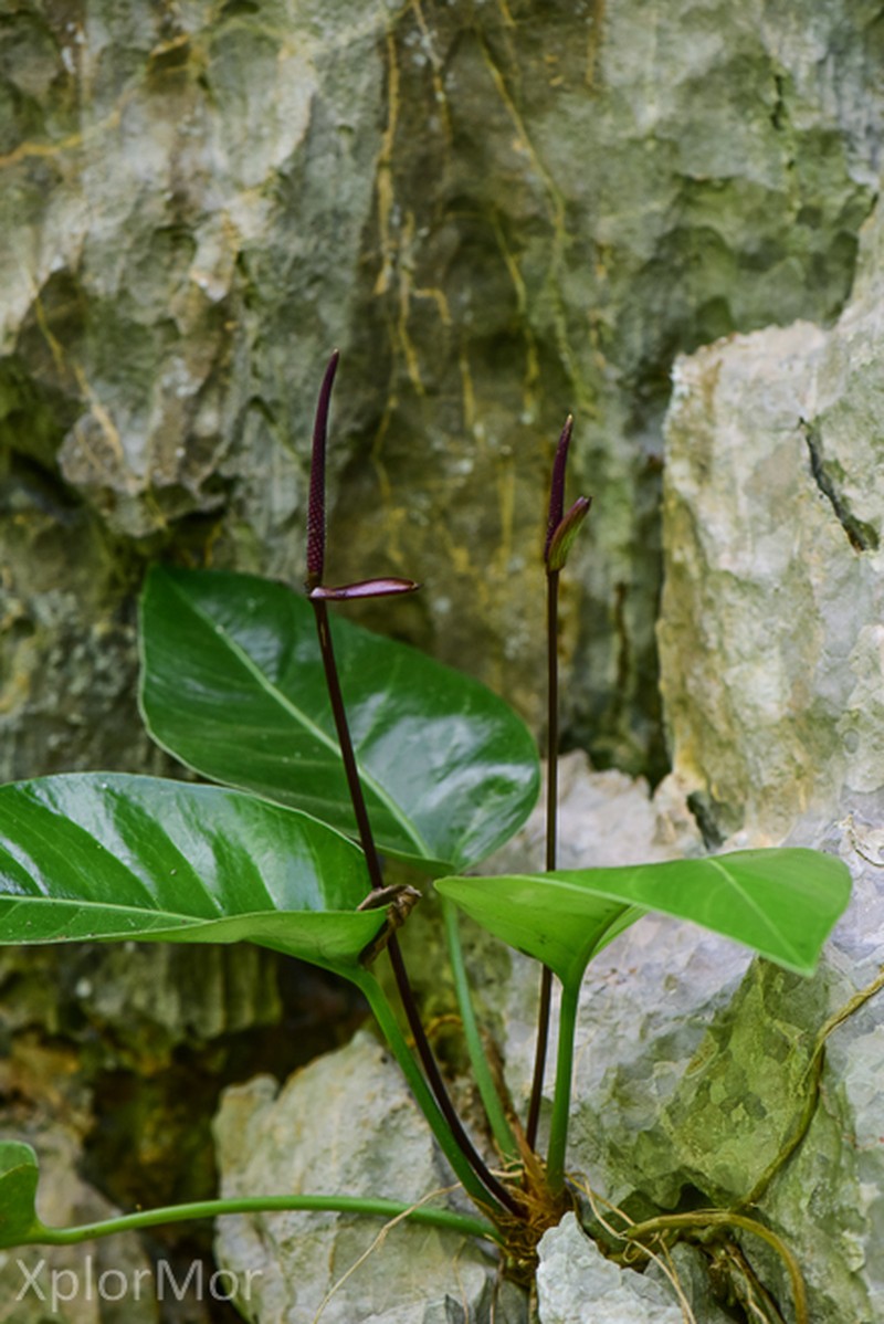 Anthurium venosum