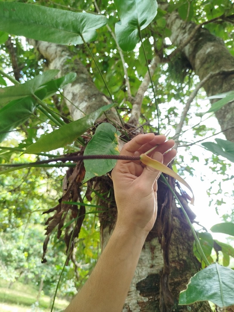 Anthurium verapazense
