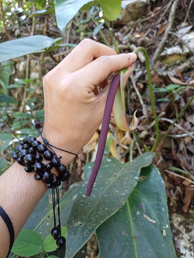 Anthurium verapazense photo 3