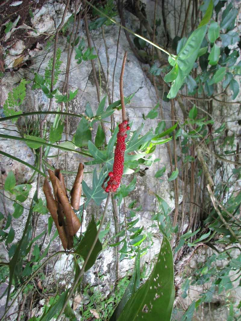 Anthurium verapazense photo 5