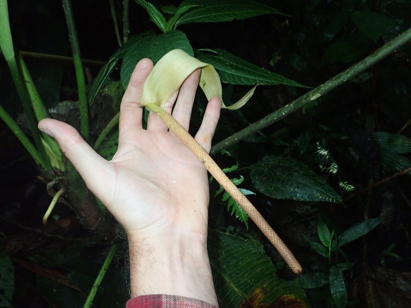Anthurium versicolor photo 2