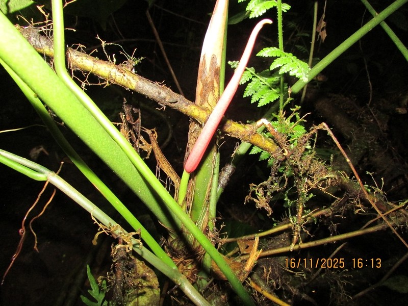 Anthurium versicolor photo 3