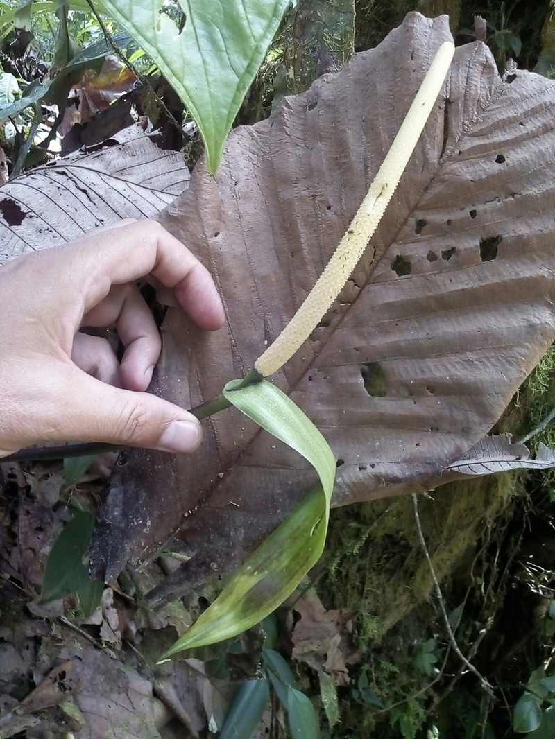 Anthurium versicolor photo 4