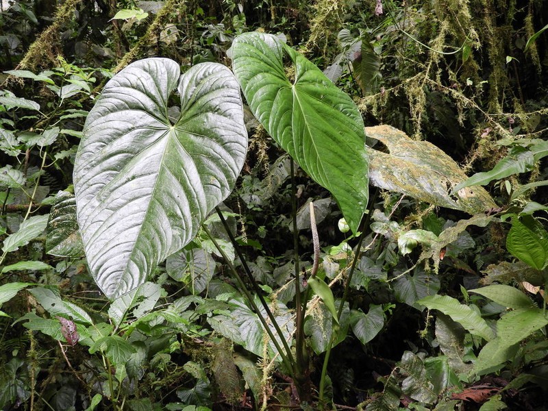 Anthurium versicolor photo 5