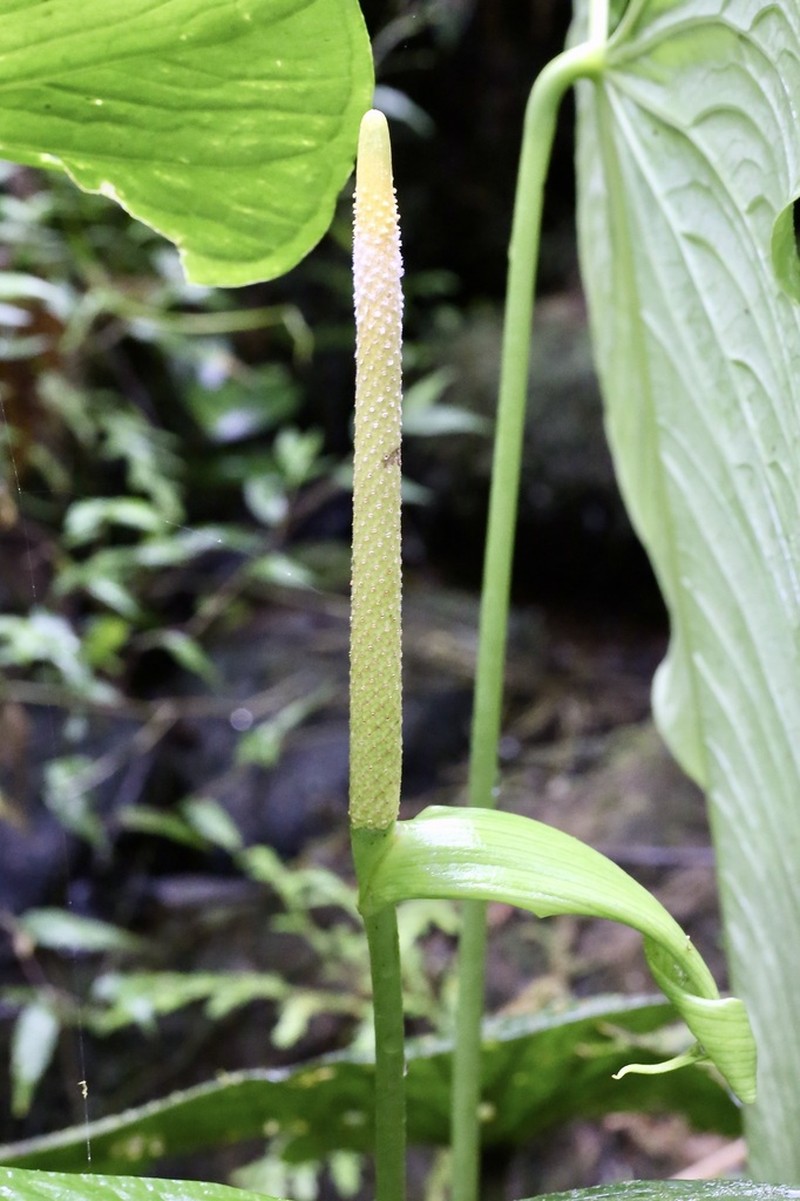 Anthurium versicolor photo 6