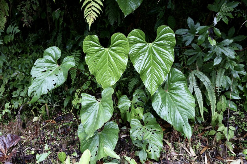 Anthurium versicolor photo 7
