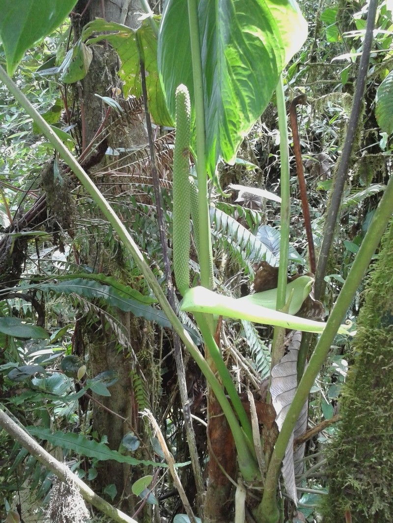 Anthurium versicolor photo 8