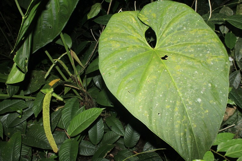 Anthurium versicolor
