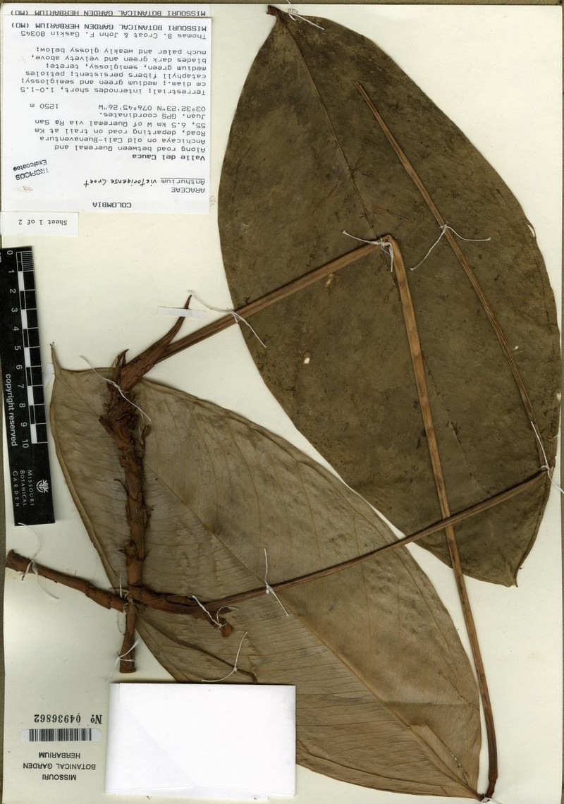 Anthurium victoriense