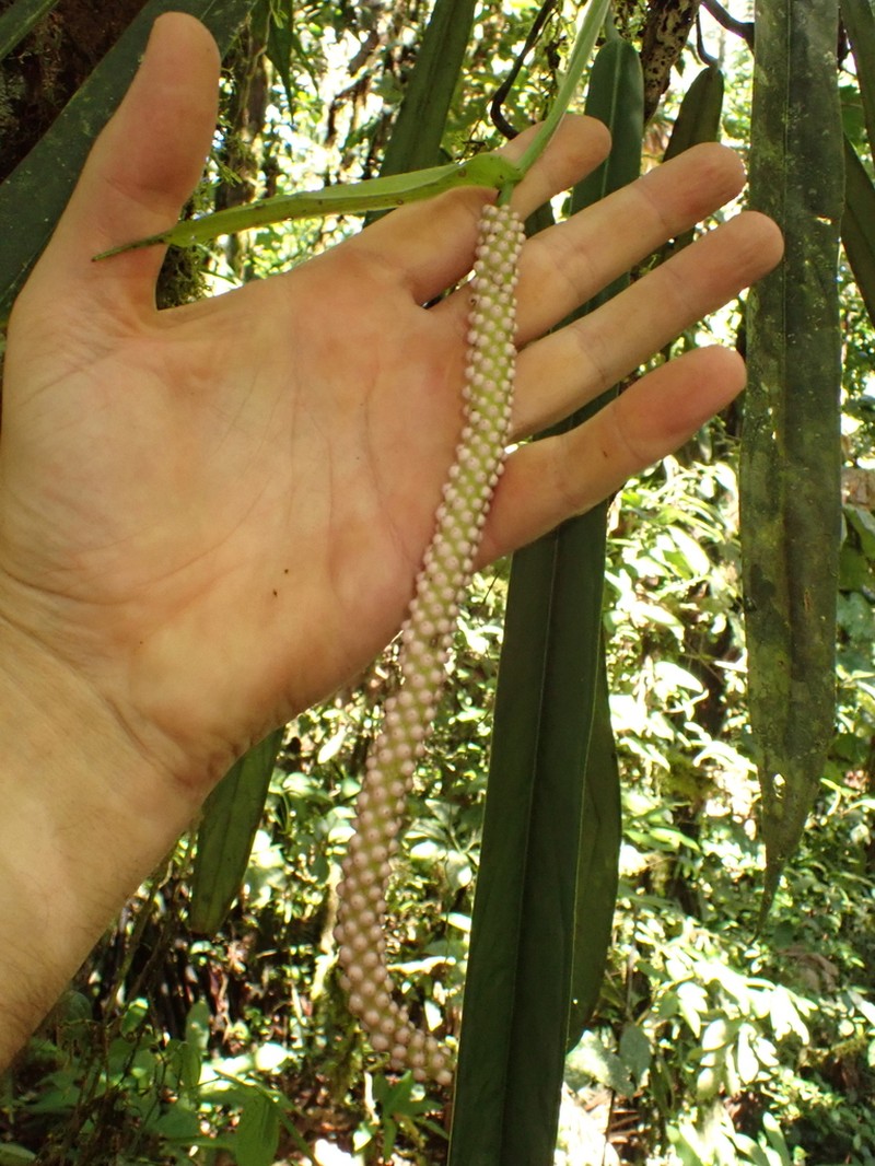 Anthurium vittariifolium