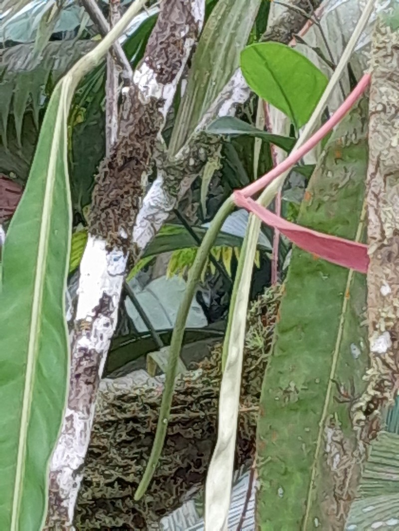 Anthurium vittariifolium photo 2