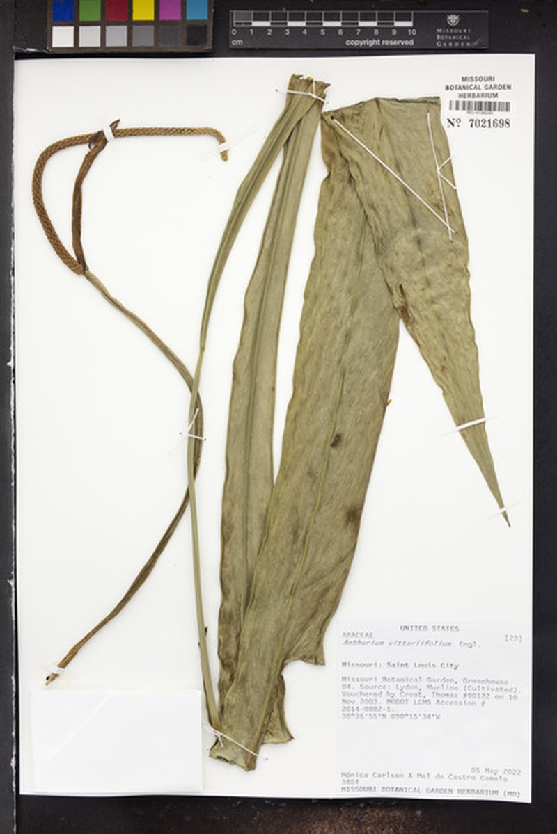 Anthurium vittariifolium photo 3