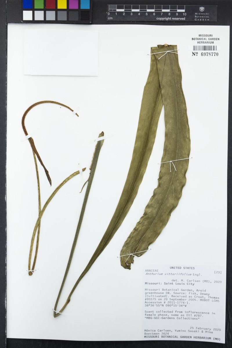 Anthurium vittariifolium photo 4