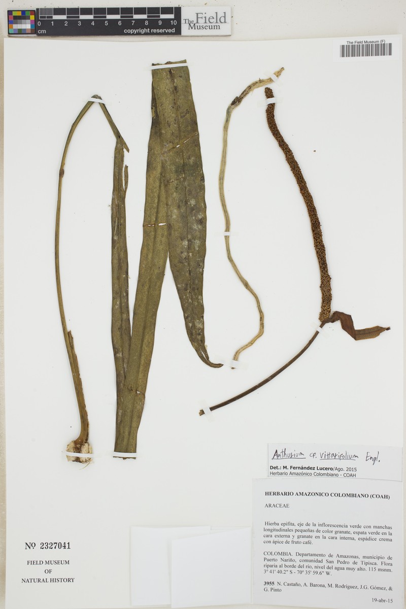 Anthurium vittariifolium photo 5
