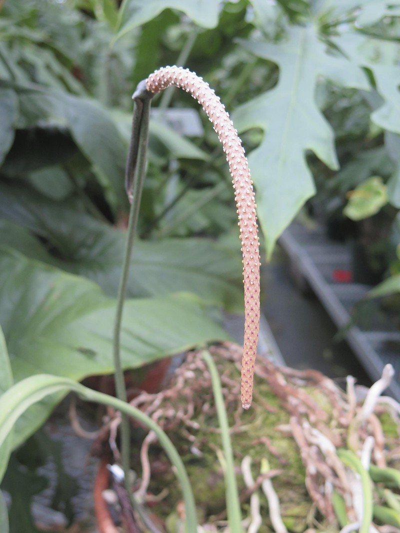 Anthurium vittariifolium photo 6