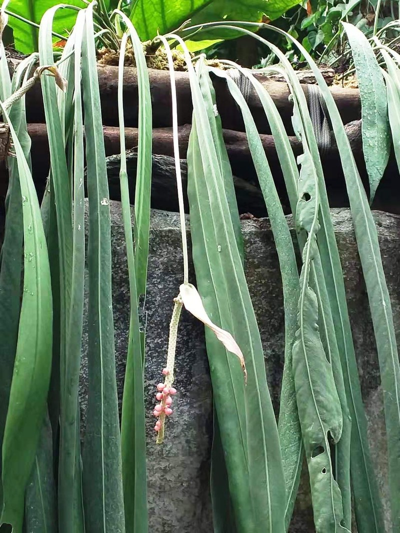 Anthurium vittariifolium