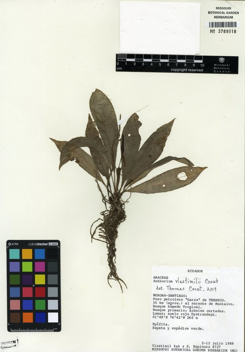 Anthurium vlastimilii