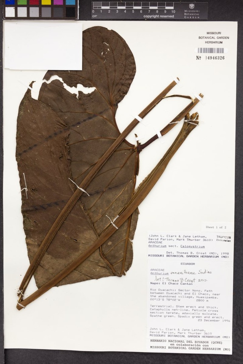 Anthurium vomeriforme photo 2