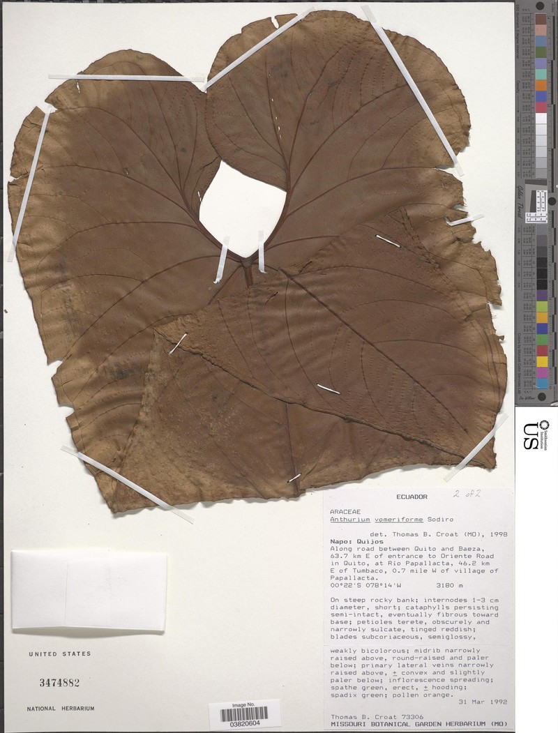 Anthurium vomeriforme photo 3