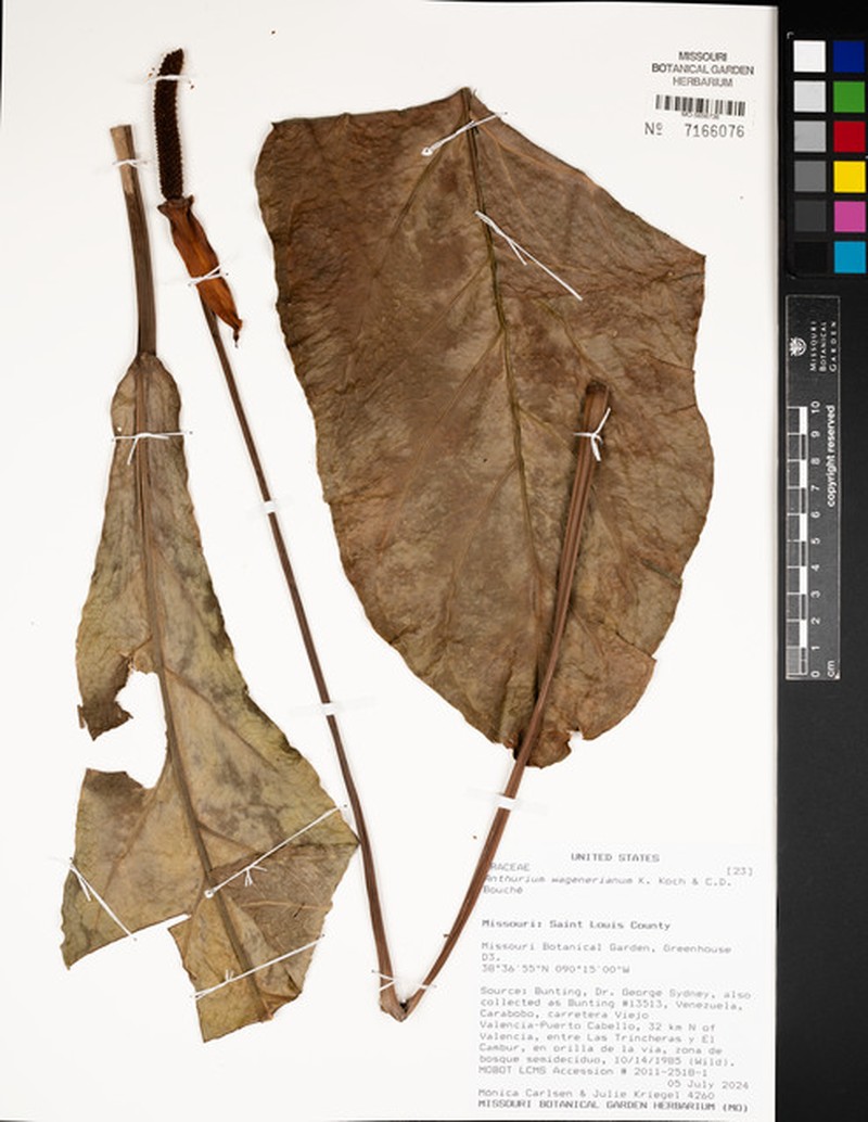 Anthurium wagenerianum photo 3