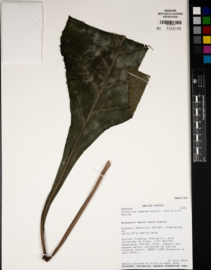 Anthurium wagenerianum photo 4