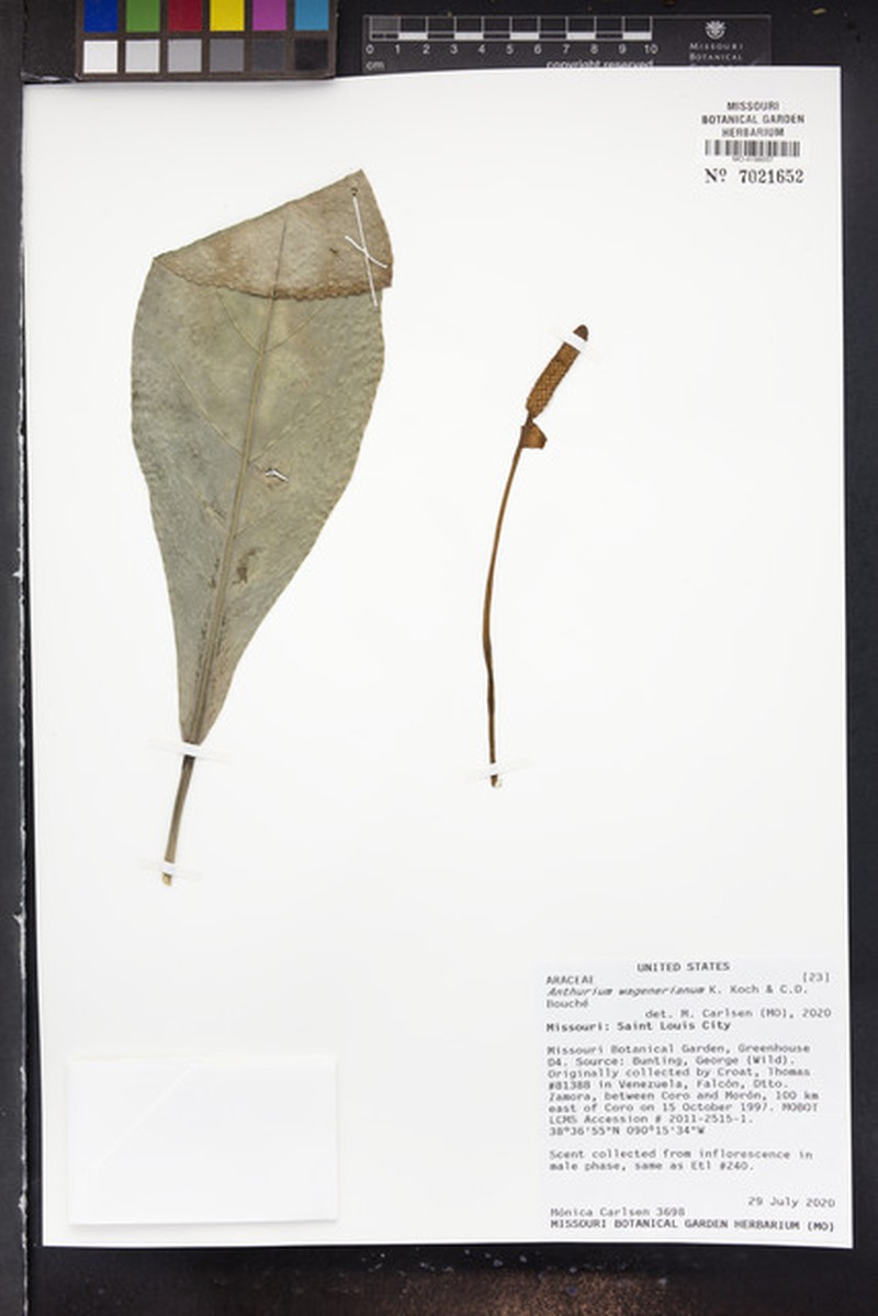 Anthurium wagenerianum photo 5