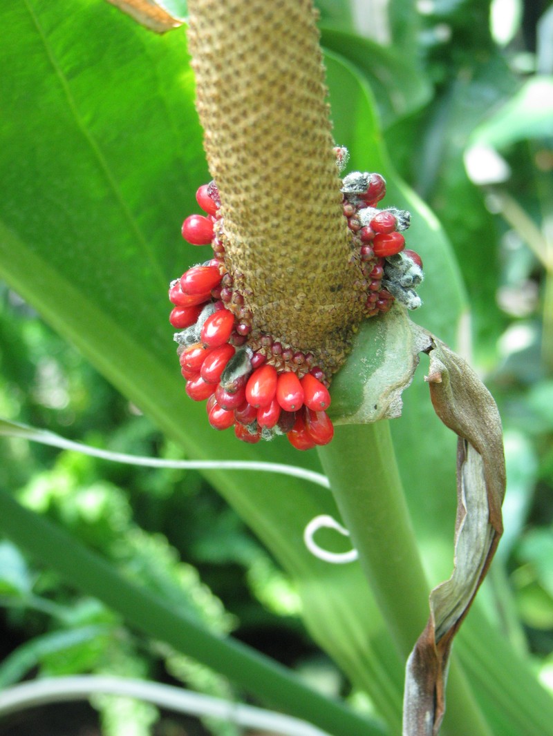 Anthurium wagenerianum