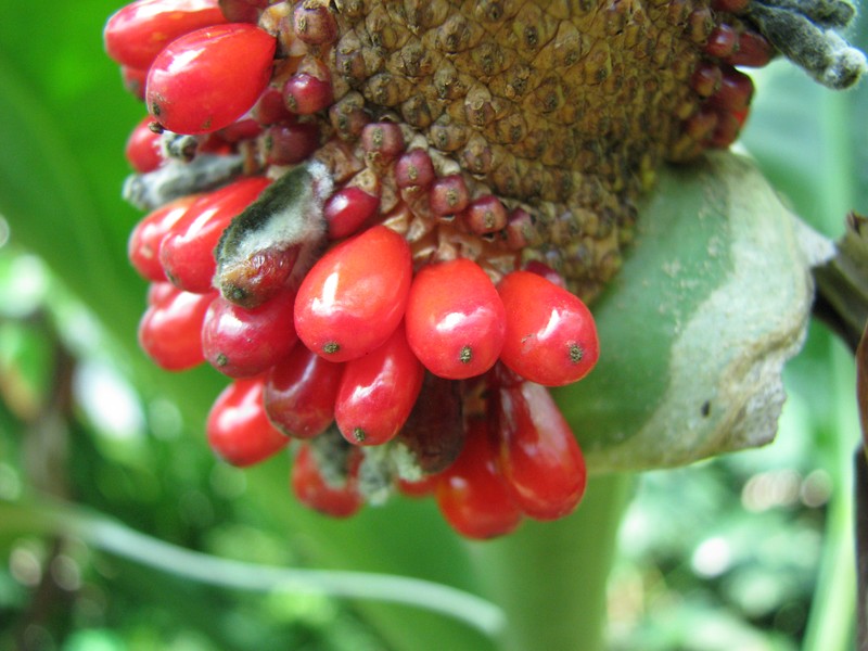 Anthurium wagenerianum photo 6