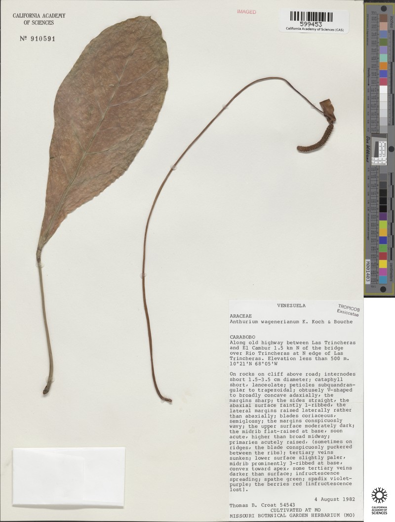 Anthurium wagenerianum