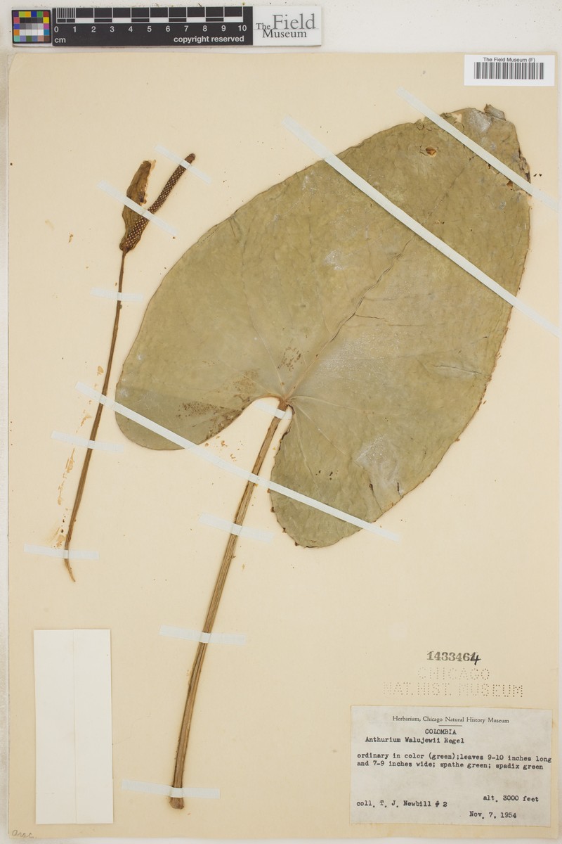 Anthurium walujewii