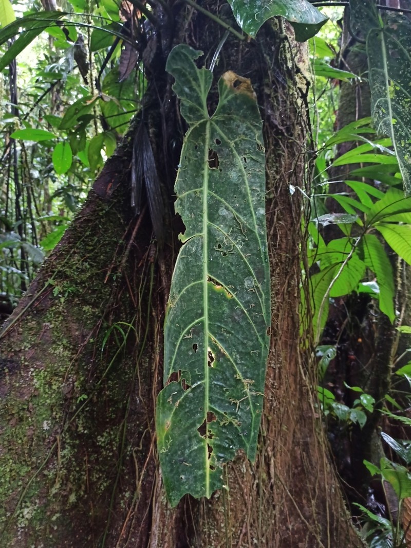Anthurium warocqueanum