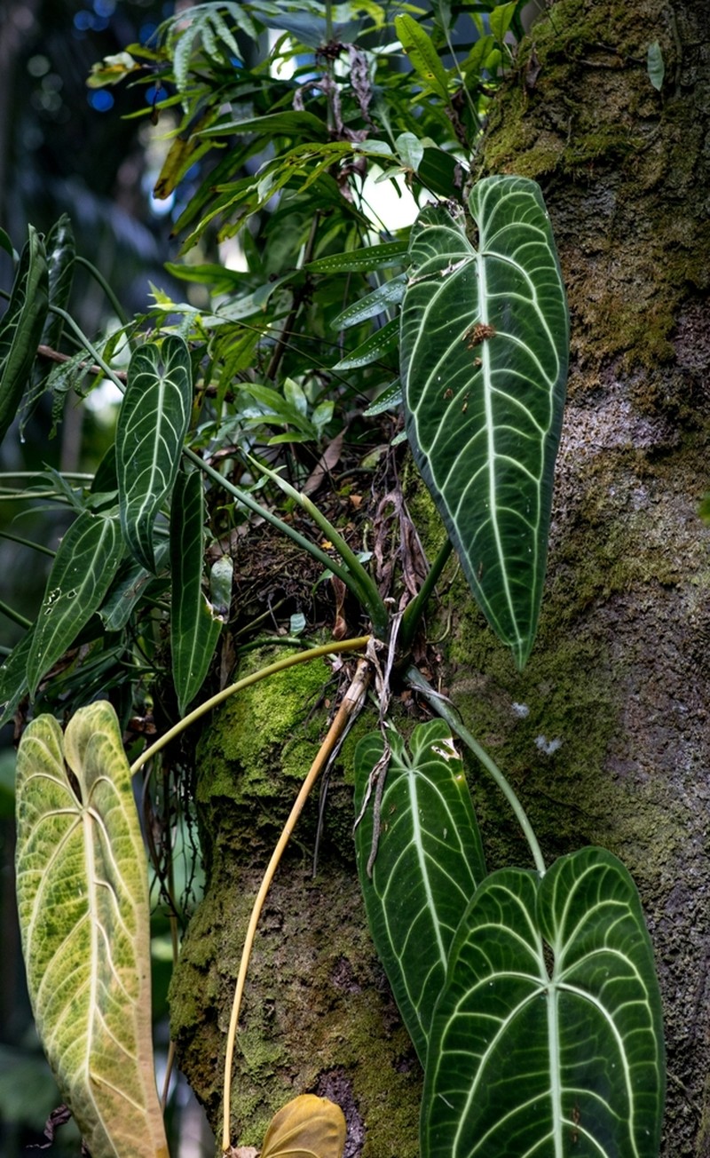 Anthurium warocqueanum photo 2