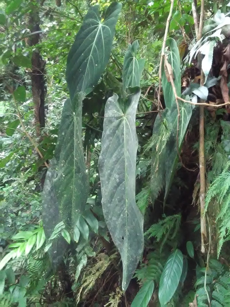 Anthurium warocqueanum photo 3