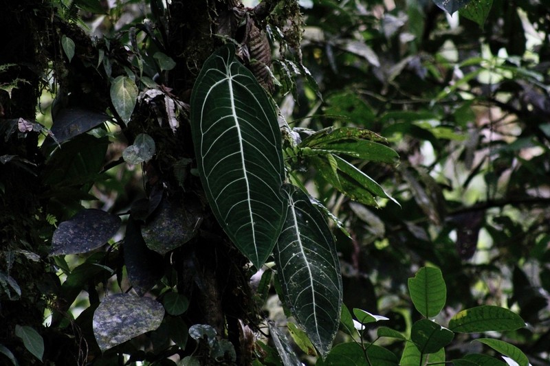 Anthurium warocqueanum photo 4
