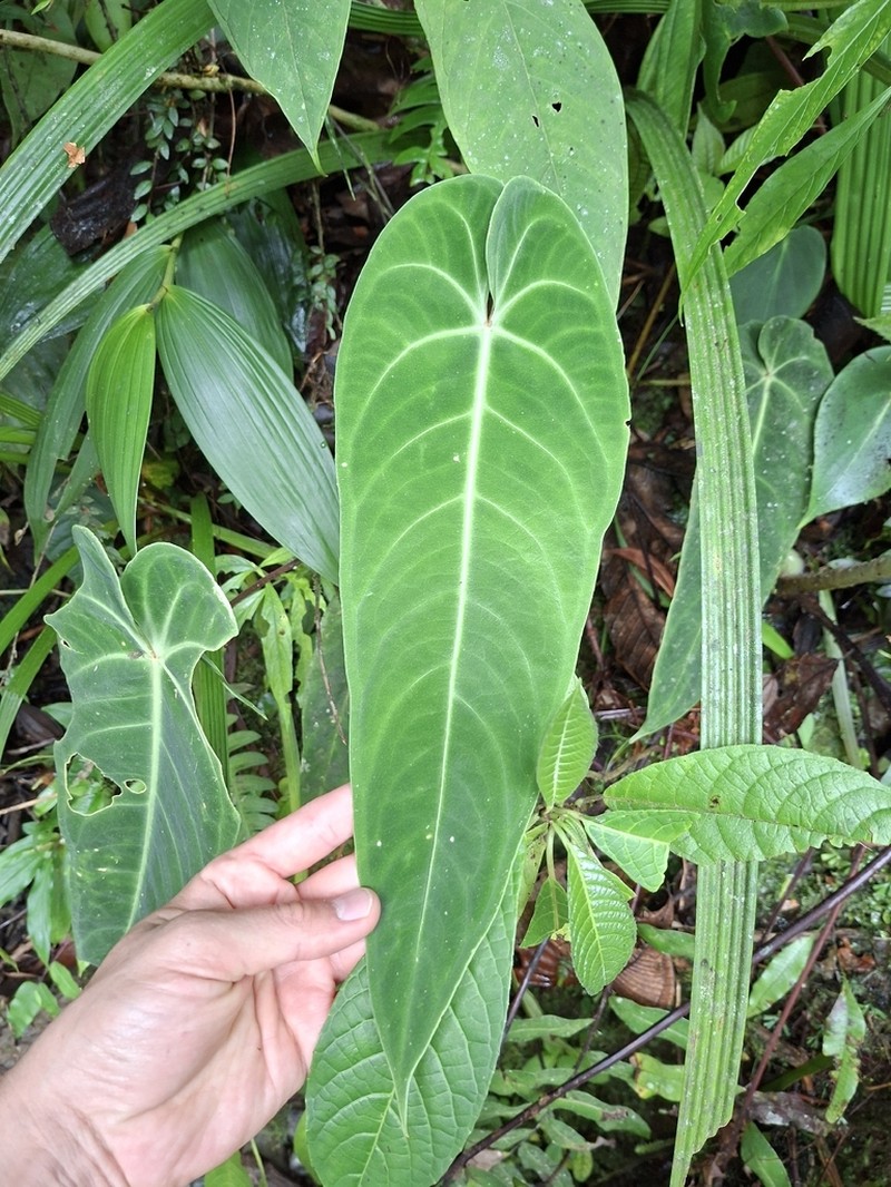 Anthurium warocqueanum photo 6