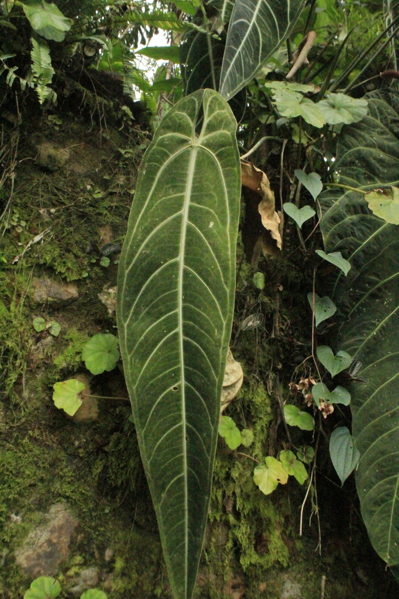 Anthurium warocqueanum photo 7