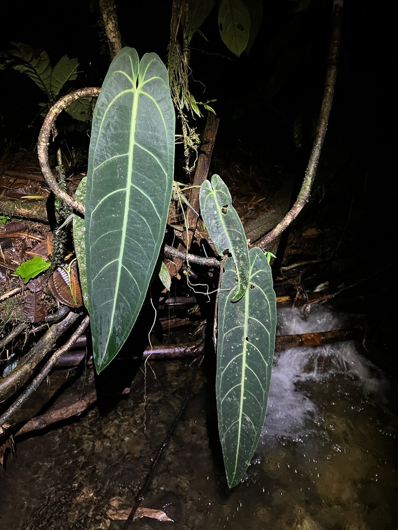 Anthurium warocqueanum photo 8