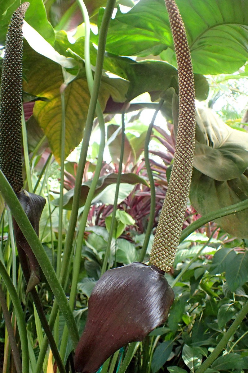 Anthurium watermaliense