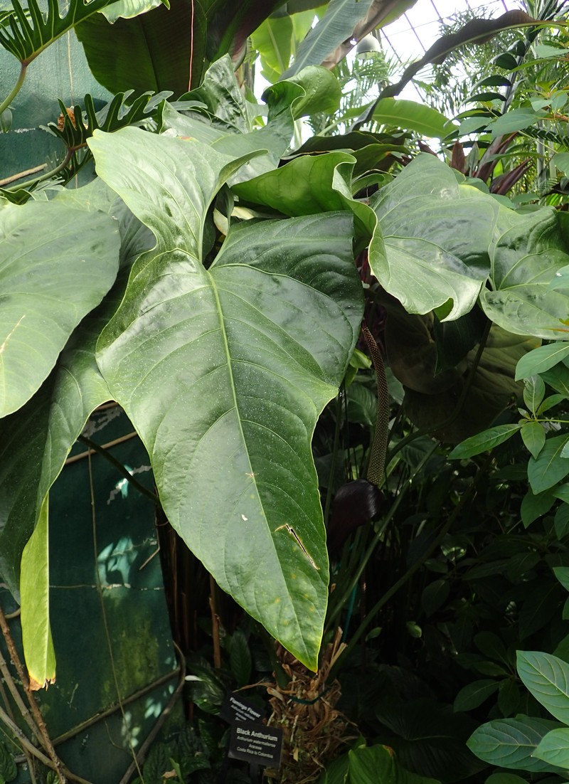 Anthurium watermaliense photo 2