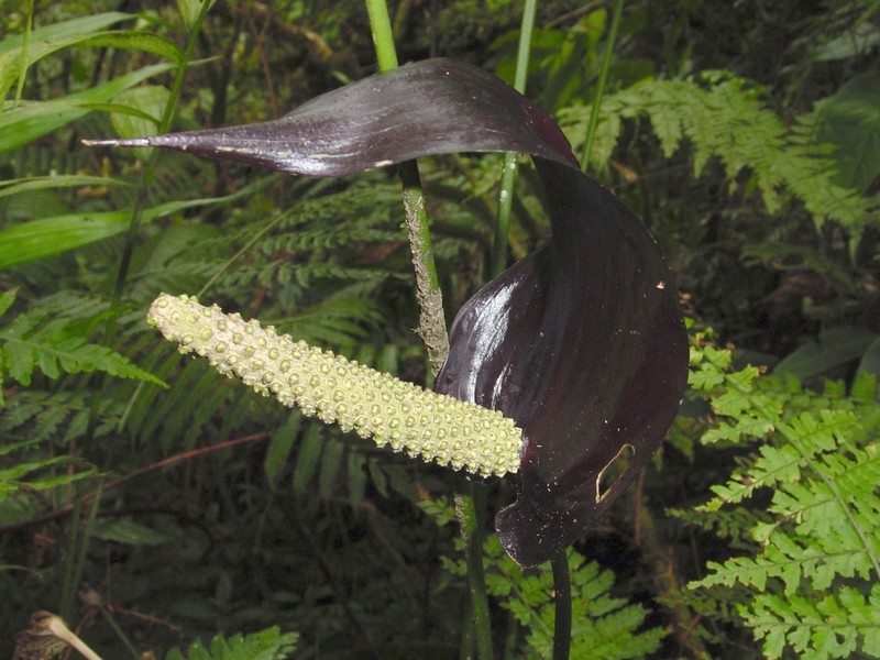 Anthurium watermaliense photo 3