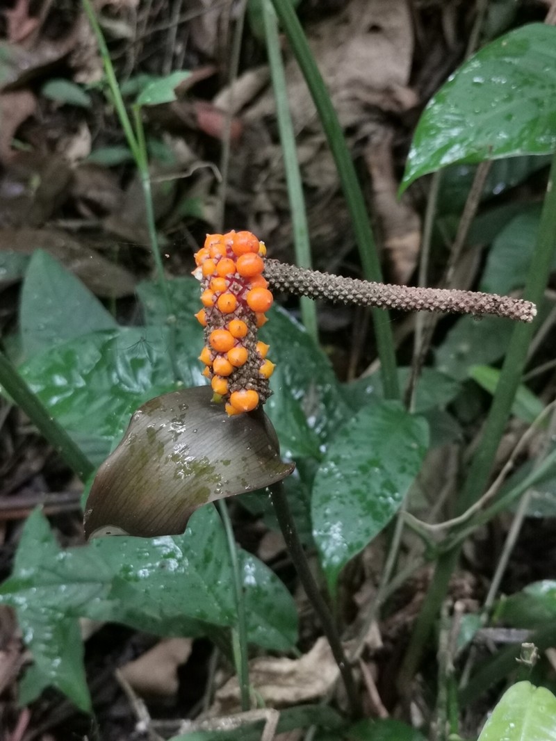 Anthurium watermaliense photo 4