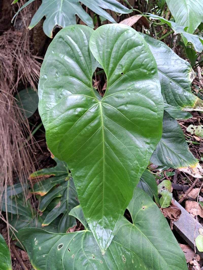 Anthurium watermaliense photo 5