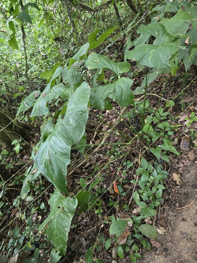 Anthurium watermaliense photo 6