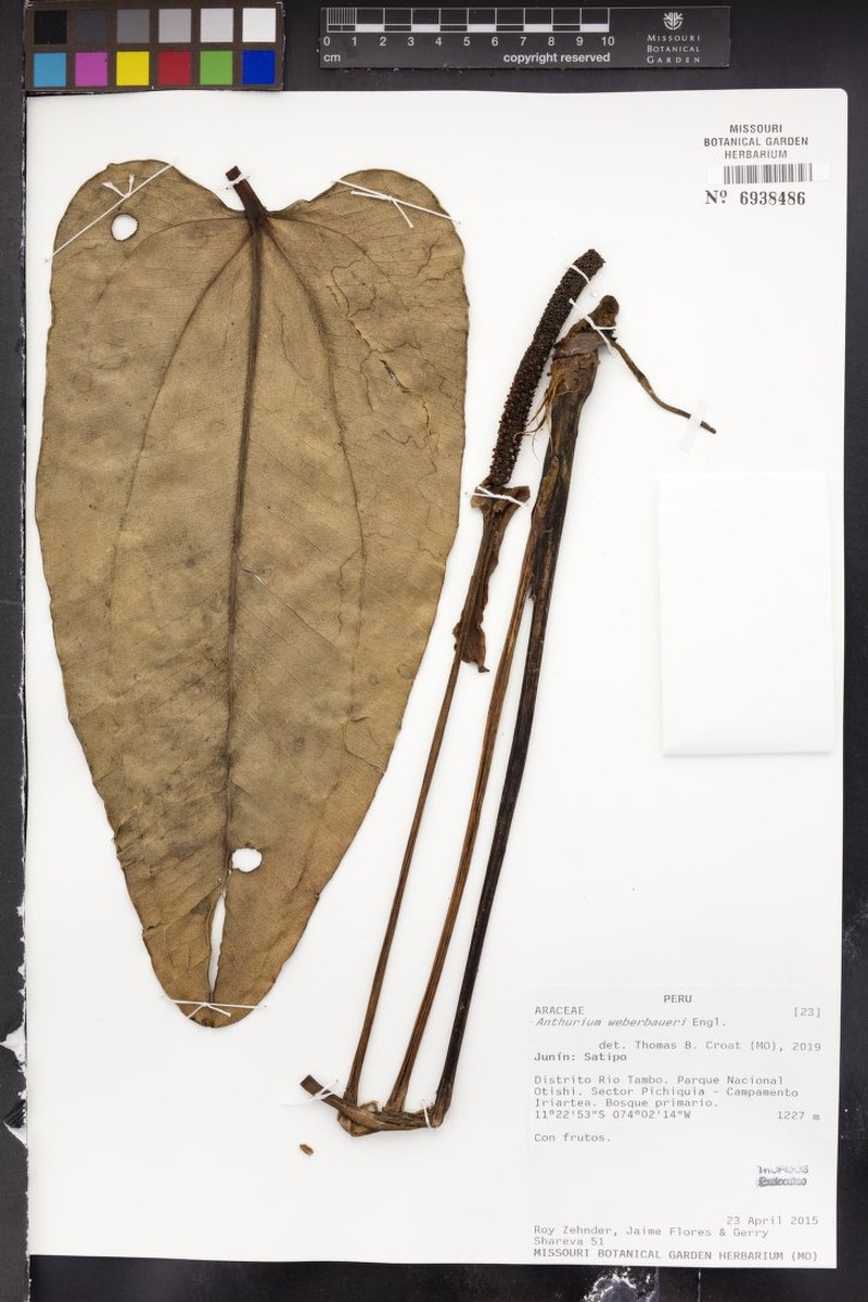 Anthurium weberbaueri