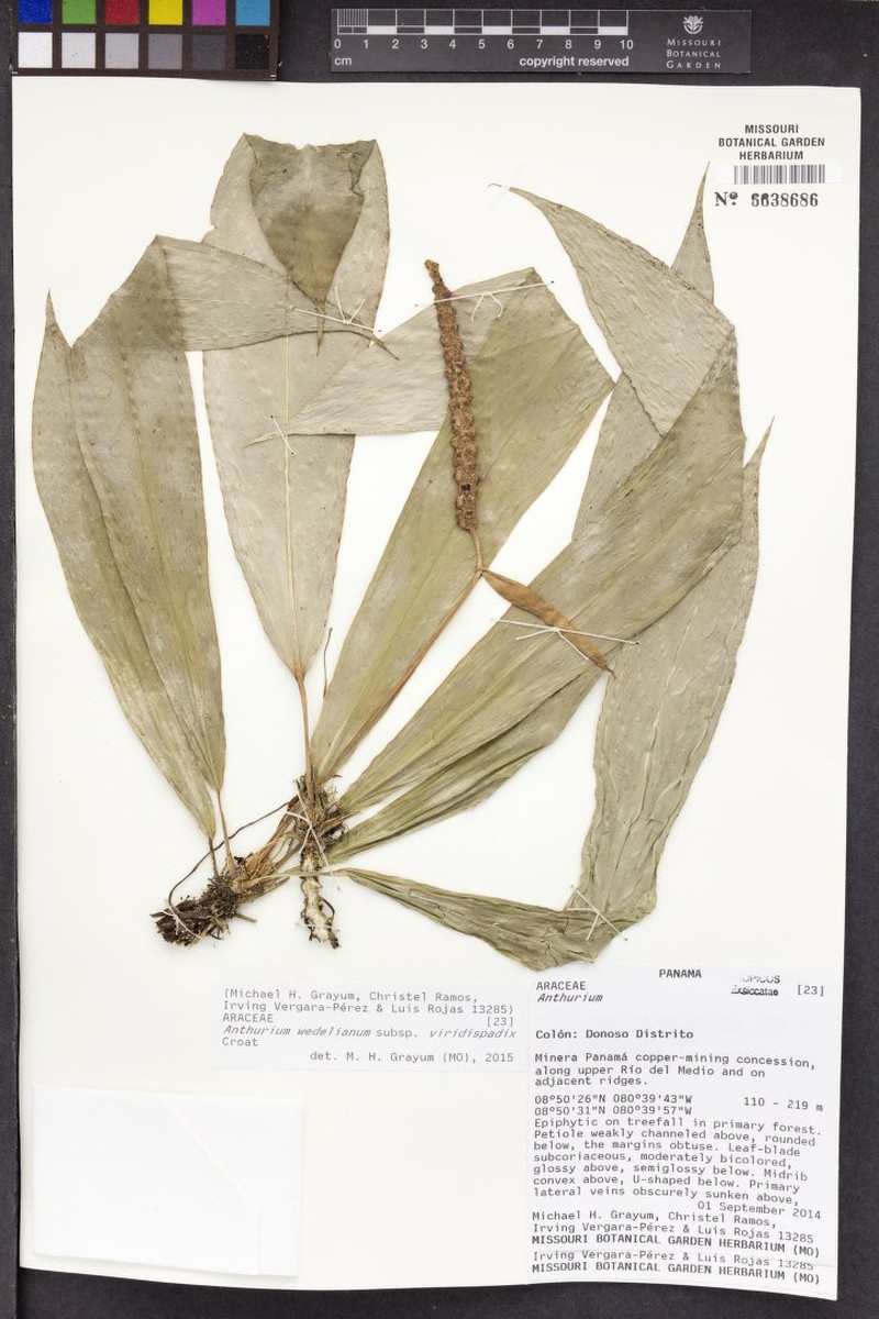 Anthurium wedelianum photo 4