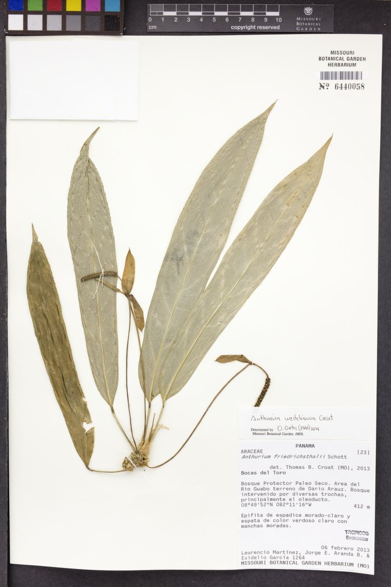 Anthurium wedelianum photo 5