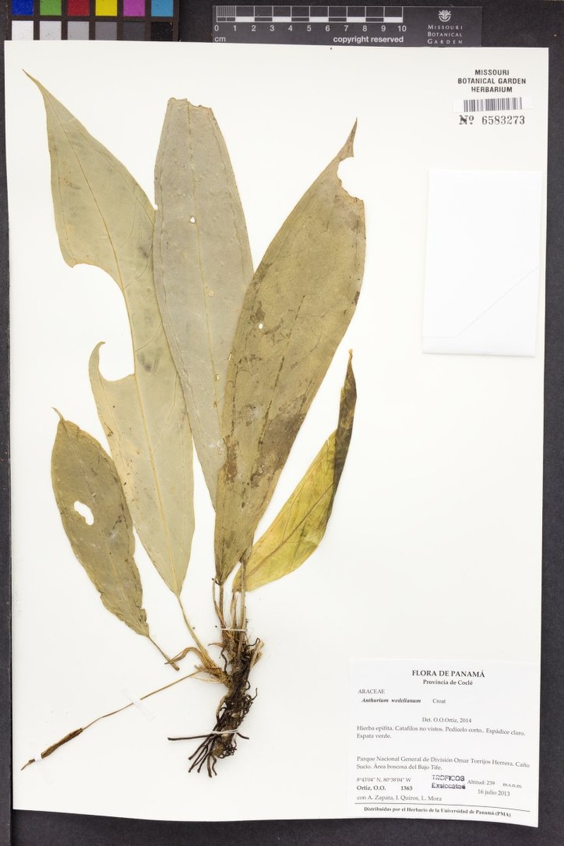 Anthurium wedelianum photo 6